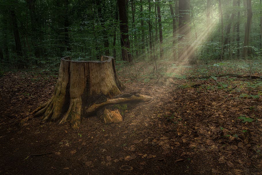 Shining a Light on the Stumps